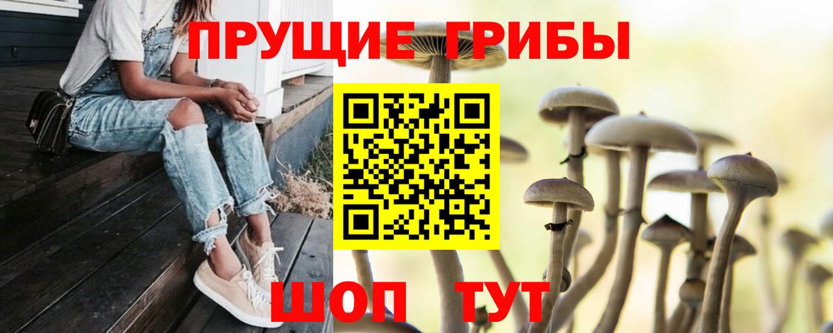 Псилоцибиновые грибы прущие грибы  закладка  Черняховск  Вход с VPN  Галлюциногенные грибы GOLDEN TEACHER 